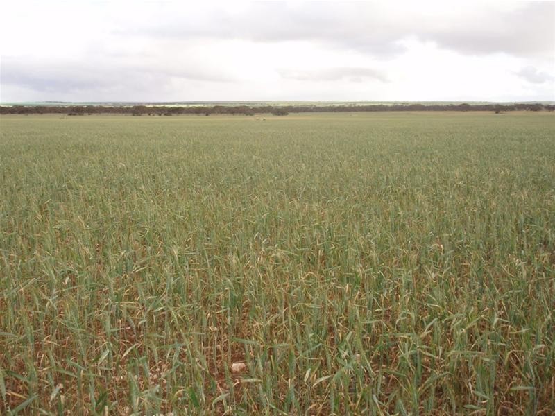 SECTION 54 Bowhill- Purnong Road, Bowhill SA 5238