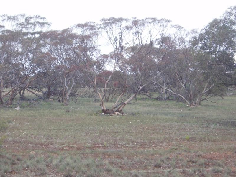 SECTION 54 Bowhill- Purnong Road, Bowhill SA 5238