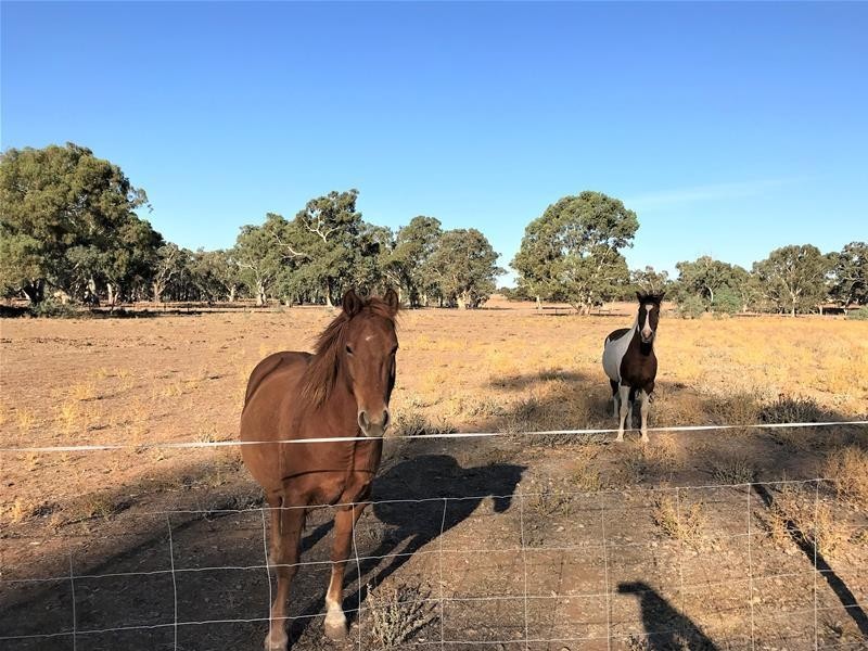 Section 382 Black Hill Road, Cambrai SA 5353