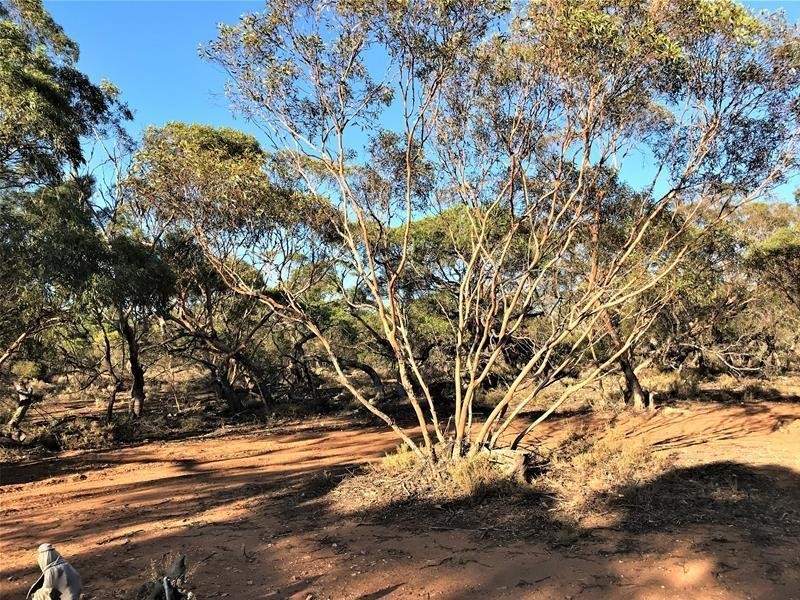 Section 382 Black Hill Road, Cambrai SA 5353