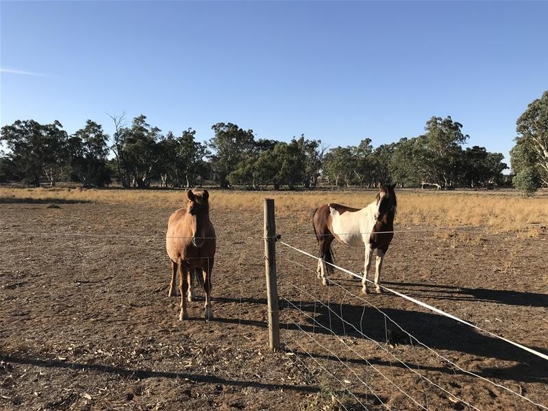 Section 382 Black Hill Road, Cambrai SA 5353