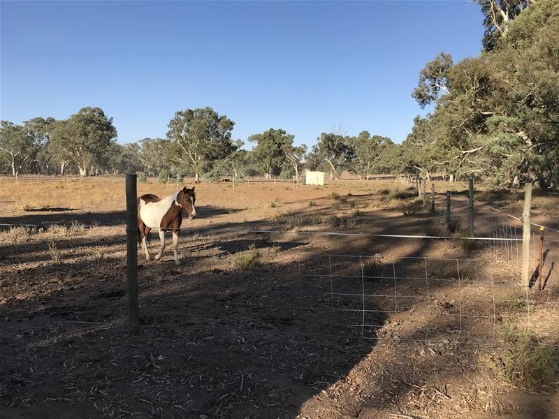 Section 382 Black Hill Road, Cambrai SA 5353