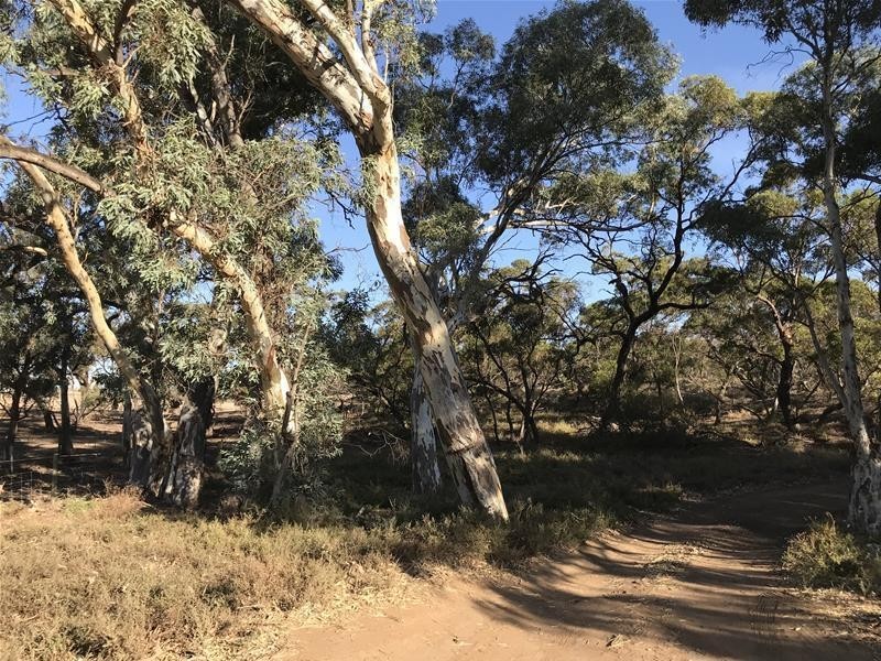 Section 382 Black Hill Road, Cambrai SA 5353