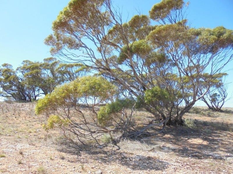 502 Schache Road, Younghusband SA 5238