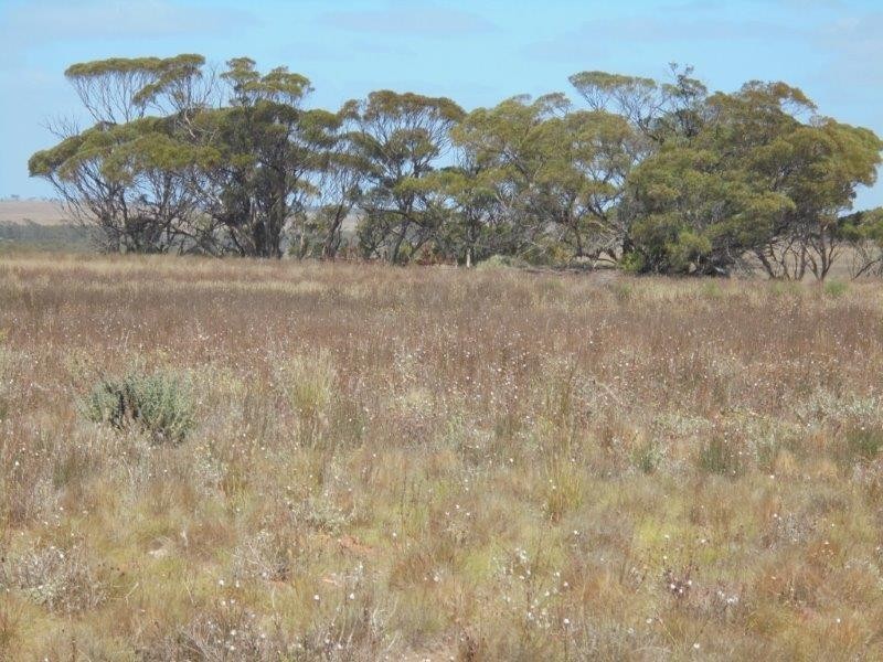 502 Schache Road, Younghusband SA 5238