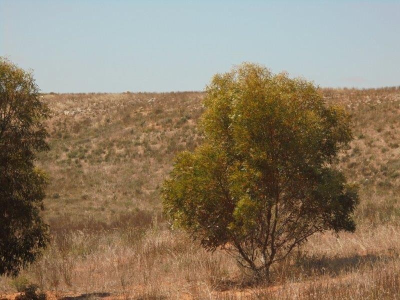 502 Schache Road, Younghusband SA 5238