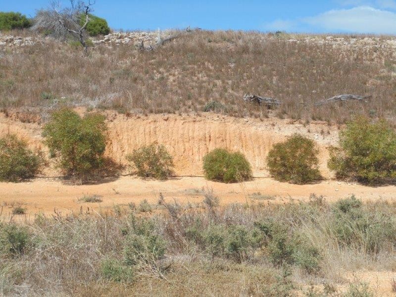 502 Schache Road, Younghusband SA 5238