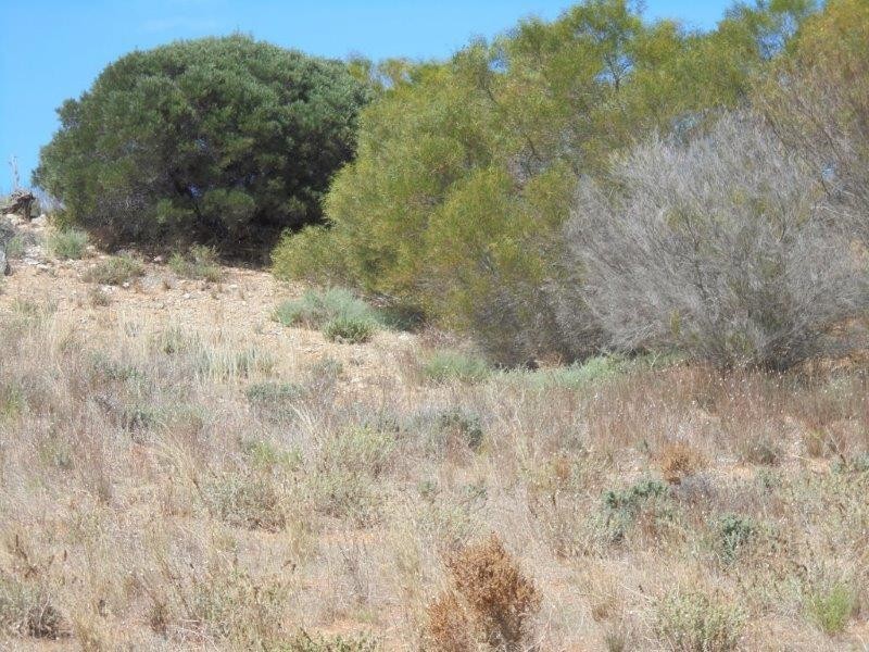 502 Schache Road, Younghusband SA 5238