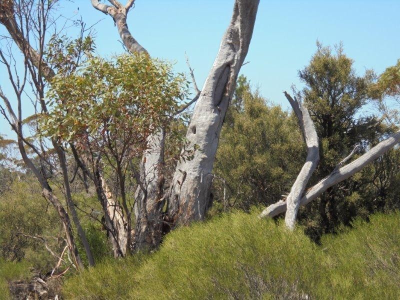 Lot 211 Tamkes Road, Sedan SA 5353