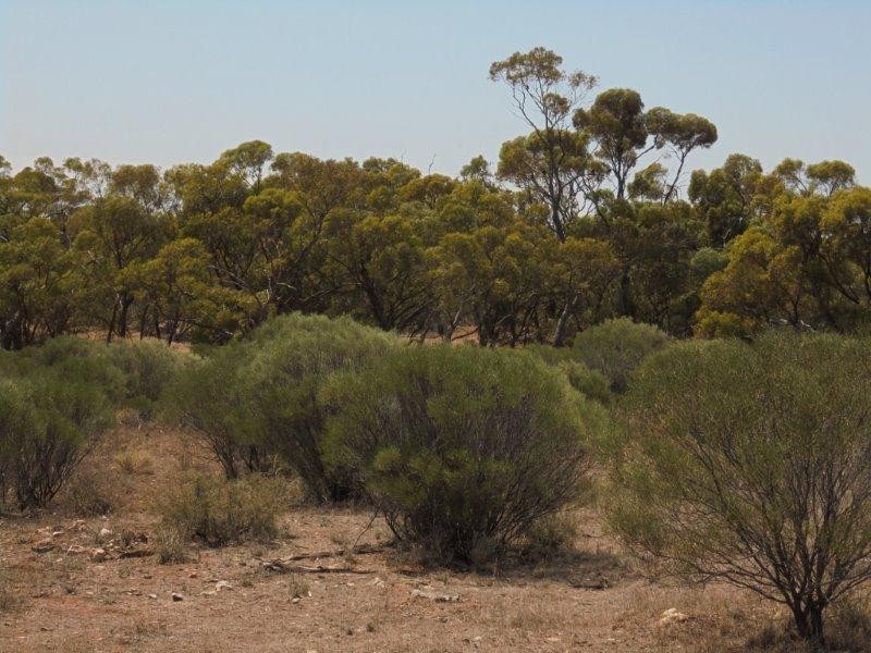 Lot 211 Tamkes Road, Sedan SA 5353