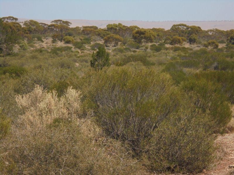 Lot 211 Tamkes Road, Sedan SA 5353