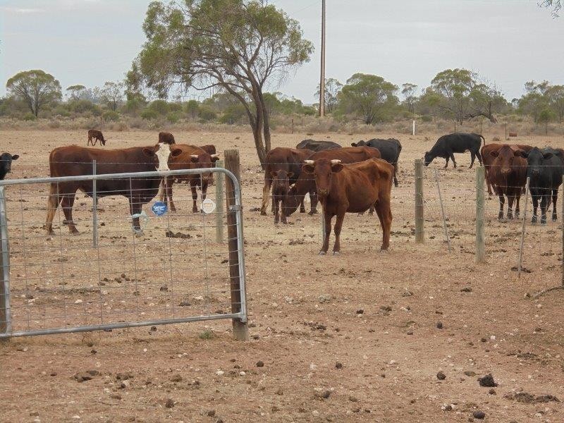 101 Bedrock Road, Swan Reach SA 5354