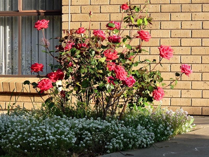 6 William Street, Mount Pleasant SA 5235