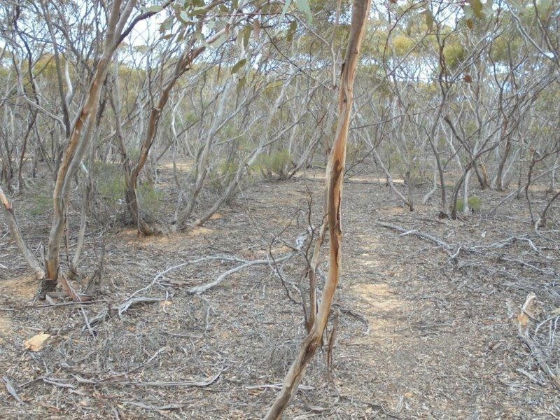 138 Murraylands Road, Black Hill SA 5353