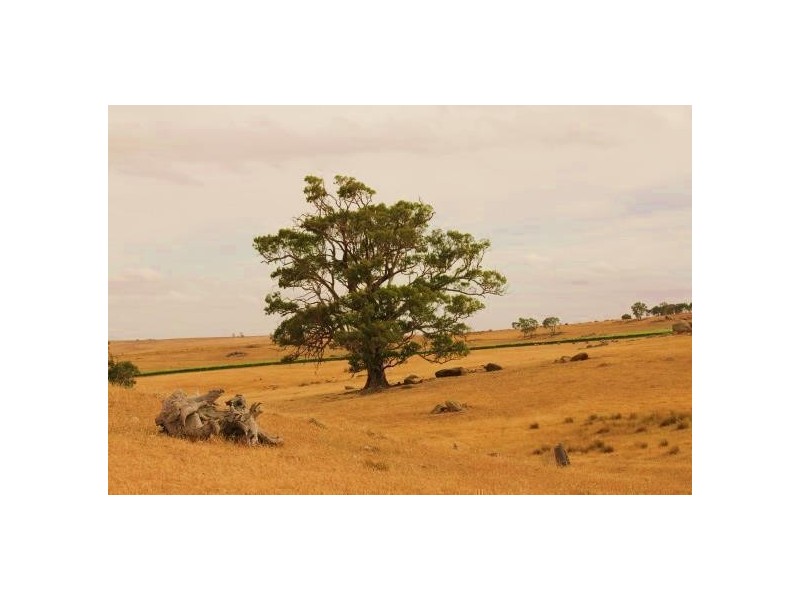 Pieces 1 & 2 Parkers Road, Springton SA 5235