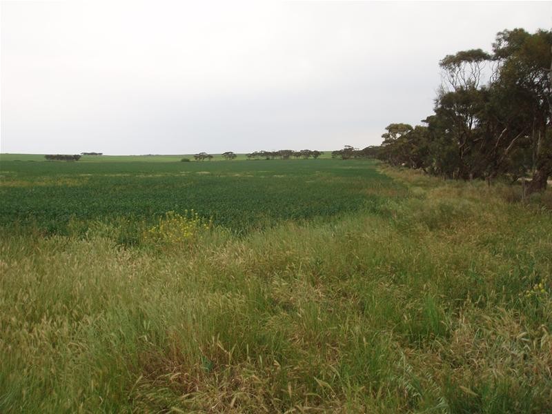 Section 399 Ridley Road, Mannum SA 5238