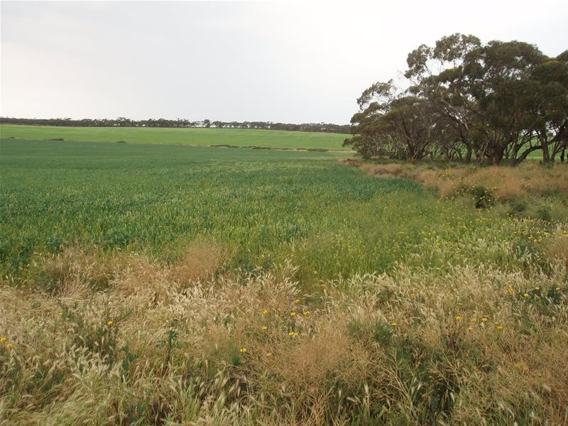 Section 399 Ridley Road, Mannum SA 5238