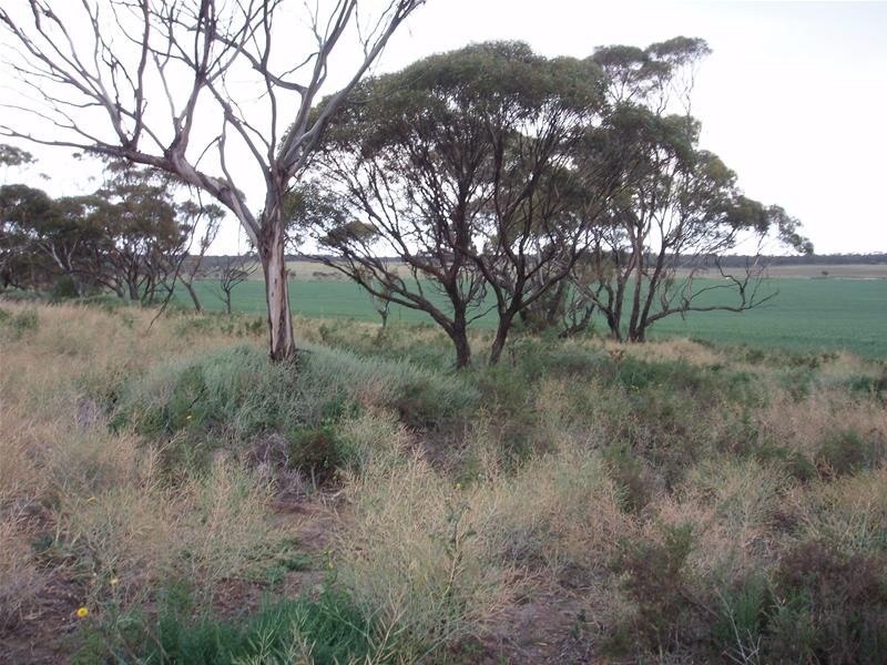 Section 399 Ridley Road, Mannum SA 5238