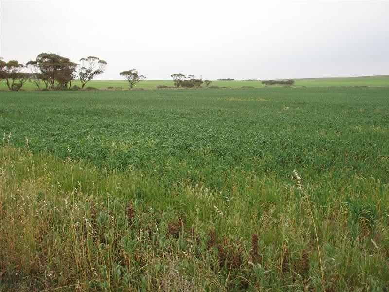 Section 399 Ridley Road, Mannum SA 5238