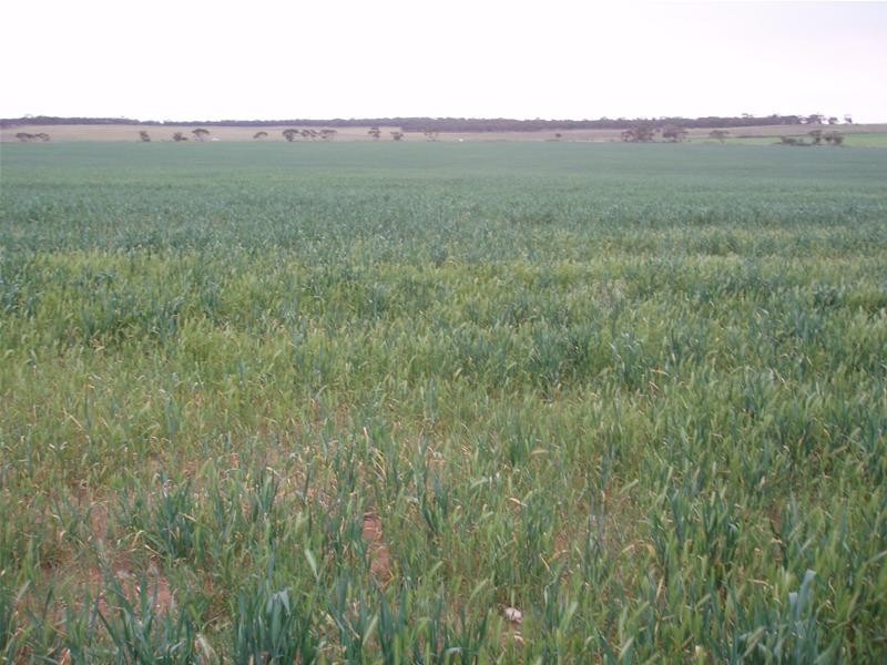 Section 399 Ridley Road, Mannum SA 5238