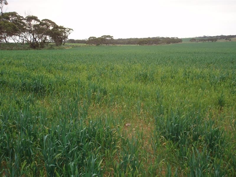 Section 399 Ridley Road, Mannum SA 5238