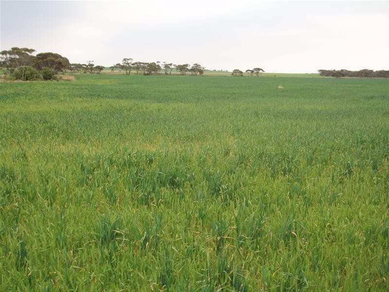 Section 399 Ridley Road, Mannum SA 5238