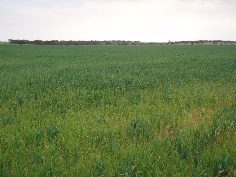 Section 399 Ridley Road, Mannum SA 5238