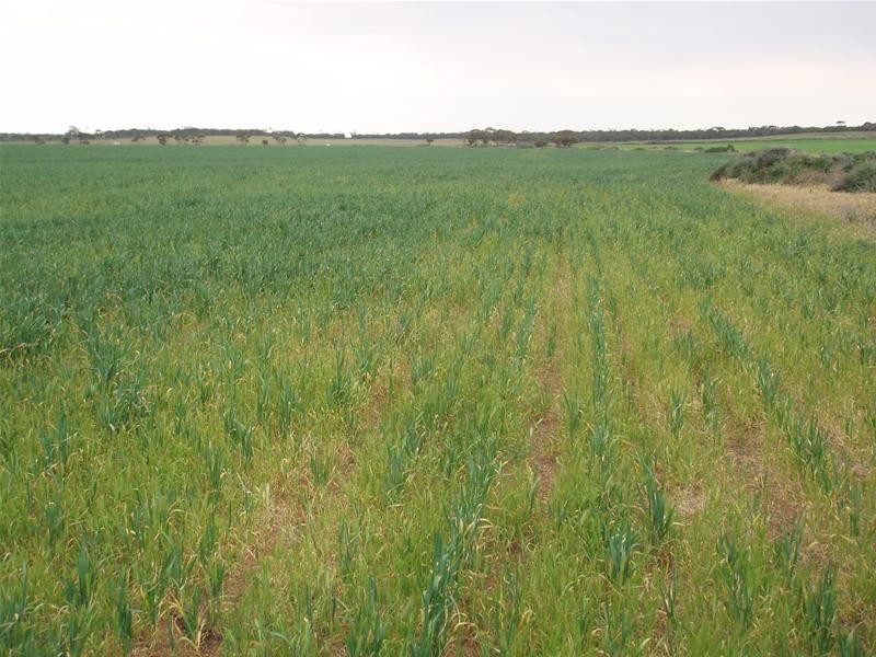 Section 399 Ridley Road, Mannum SA 5238