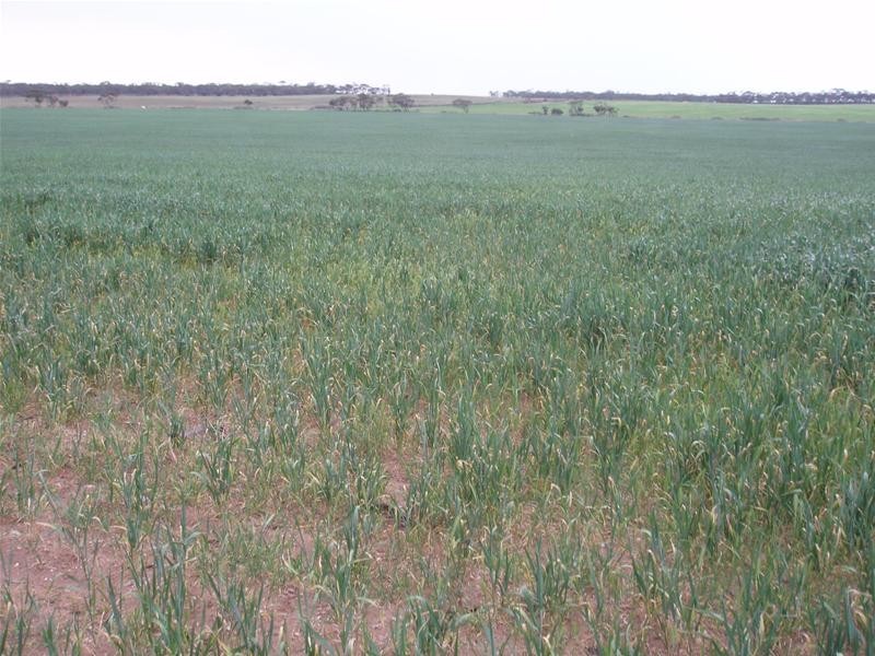 Section 399 Ridley Road, Mannum SA 5238