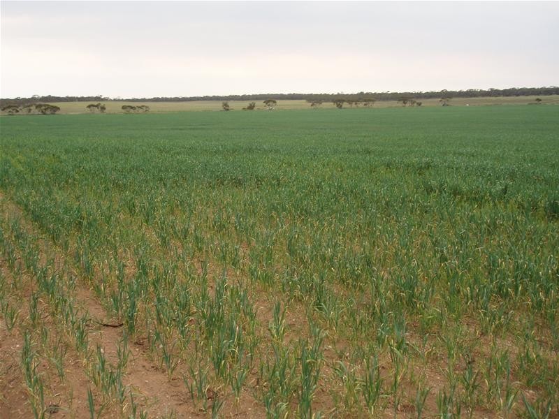 Section 399 Ridley Road, Mannum SA 5238