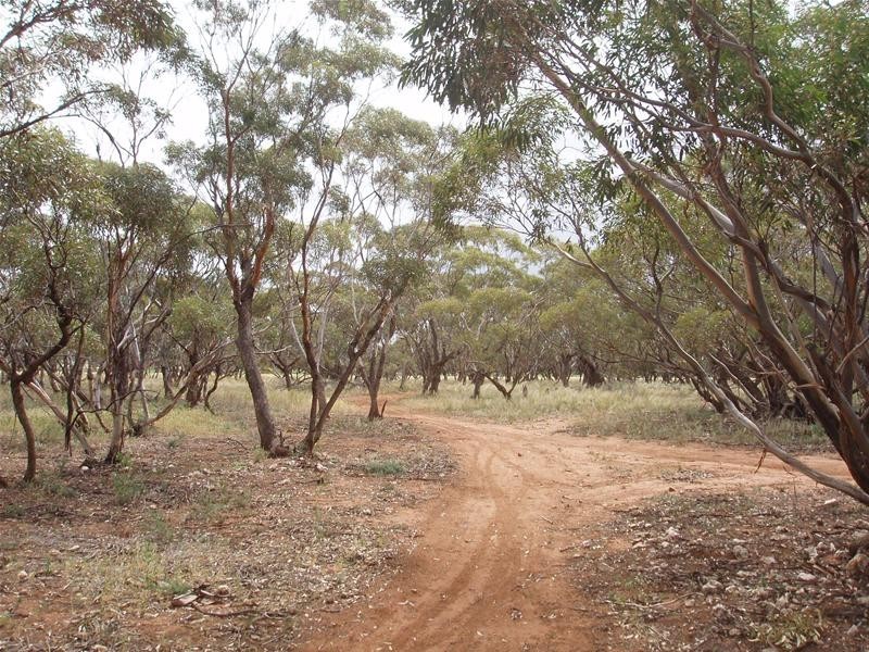 239 M Schirmers Road, Cambrai SA 5353