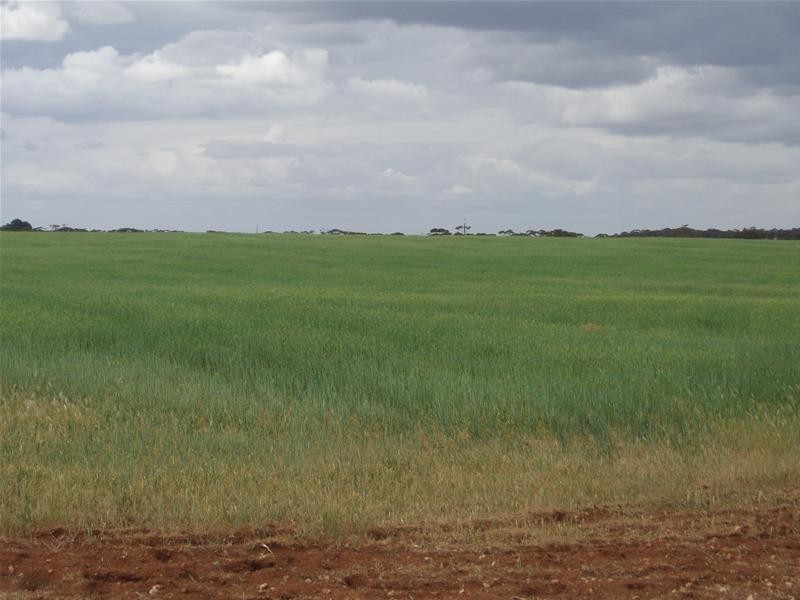 239 M Schirmers Road, Cambrai SA 5353