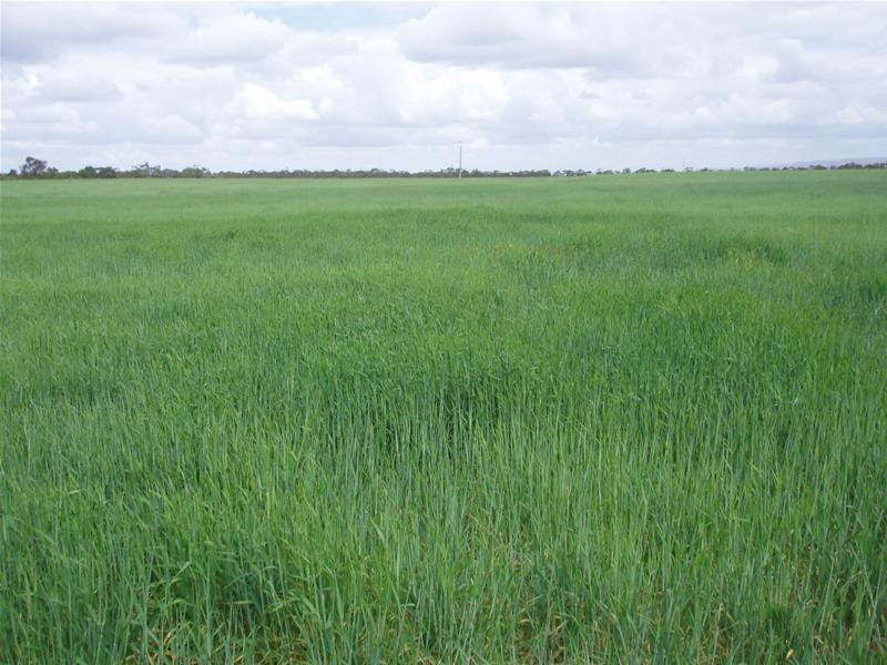 239 M Schirmers Road, Cambrai SA 5353