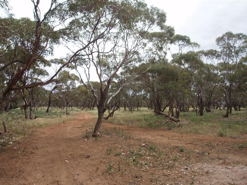 239 M Schirmers Road, Cambrai SA 5353