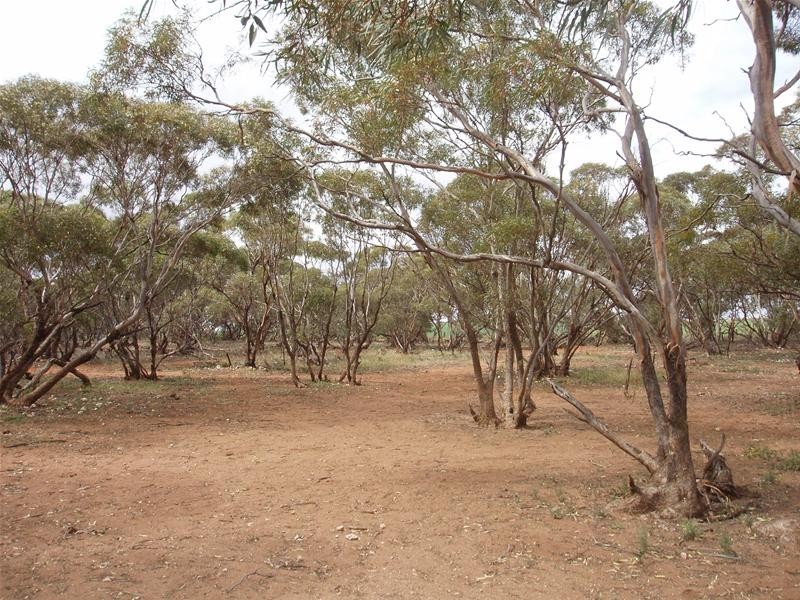 239 M Schirmers Road, Cambrai SA 5353