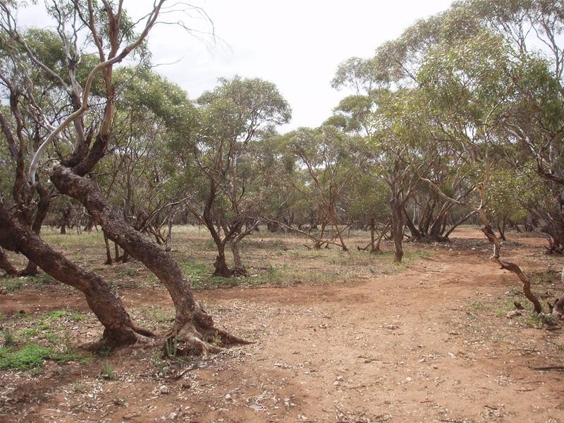 239 M Schirmers Road, Cambrai SA 5353