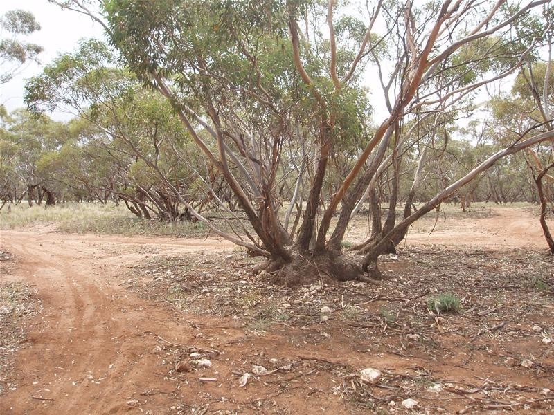 239 M Schirmers Road, Cambrai SA 5353