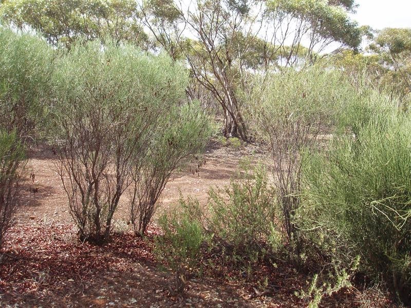 Section 90 Yookamurra Road, Swan Reach SA 5354