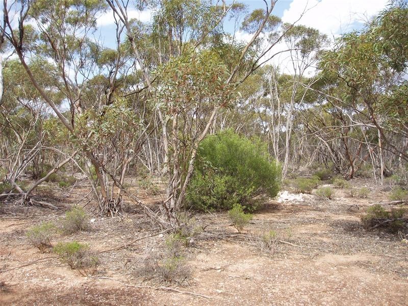 Section 90 Yookamurra Road, Swan Reach SA 5354