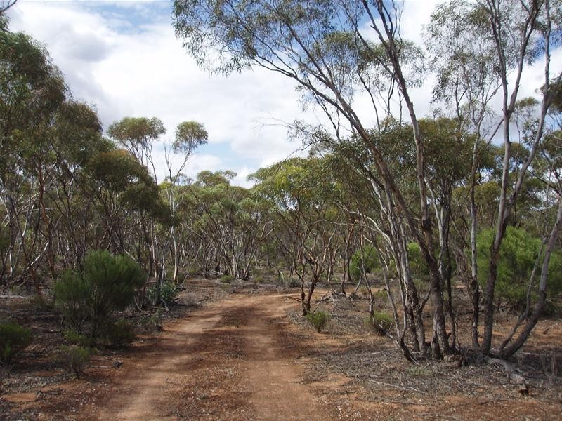Section 90 Yookamurra Road, Swan Reach SA 5354