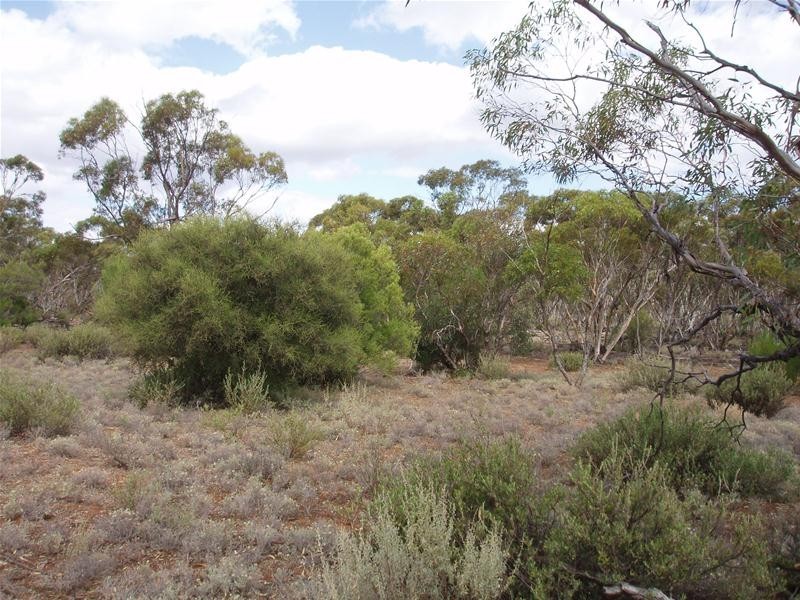 Section 90 Yookamurra Road, Swan Reach SA 5354