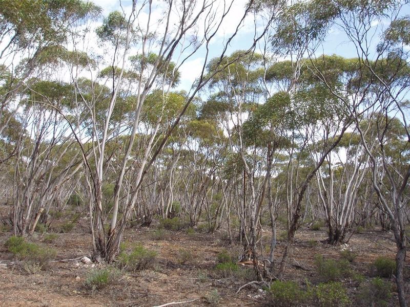 Section 90 Yookamurra Road, Swan Reach SA 5354