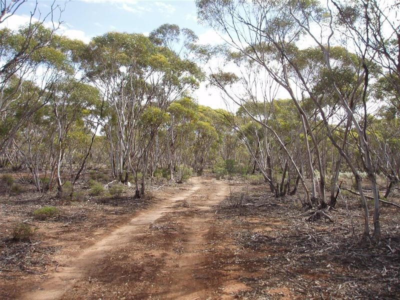 Section 90 Yookamurra Road, Swan Reach SA 5354