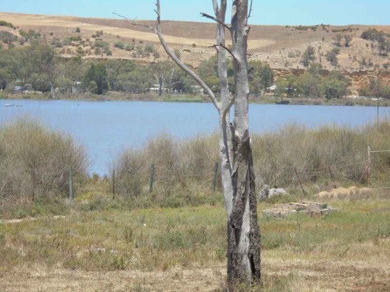 59 Mallee Road, Walker Flat SA 5238