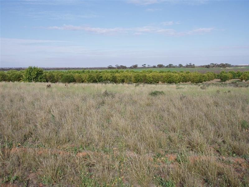 Pt Section 184 Bakara Road, Nildottie SA 5238