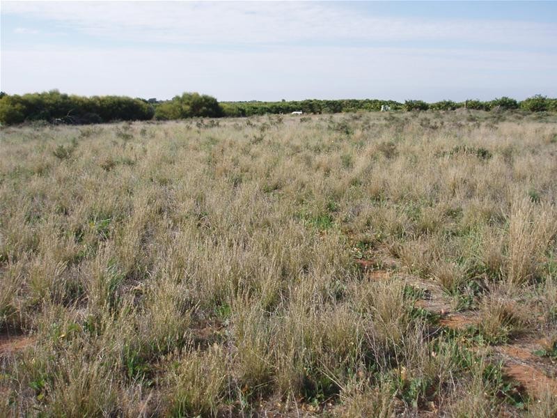 Pt Section 184 Bakara Road, Nildottie SA 5238