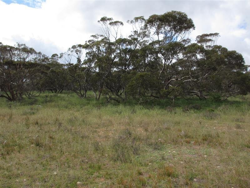 Section 179 Murraylands Road, Walker Flat SA 5238