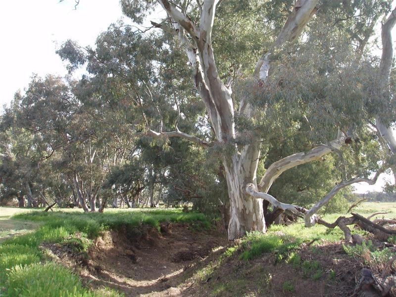 Lot 52 ‘Kongolia’ Black Hill Road, Cambrai SA 5353