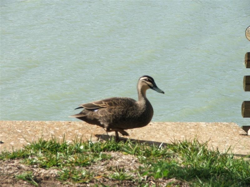 3 Sprinkler Drive, Walker Flat SA 5238