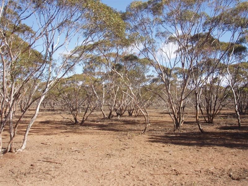 LOT 48 Gaston Road, Swan Reach SA 5354